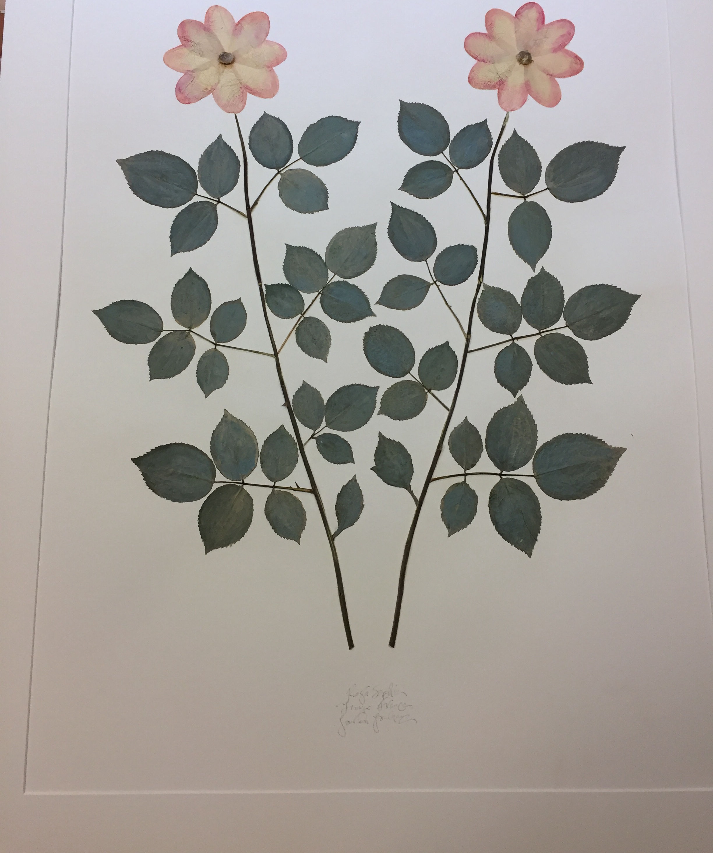 Rose 16